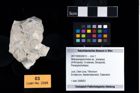 Foto (Objekt + Etikett) von Mesoparapylocheles sp.  (NHMW-GEO-2017-0093-0013)